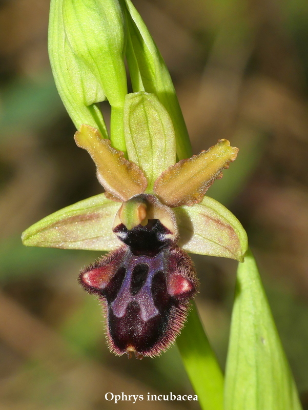 Ophrys sul litorale romano  marzo 2020